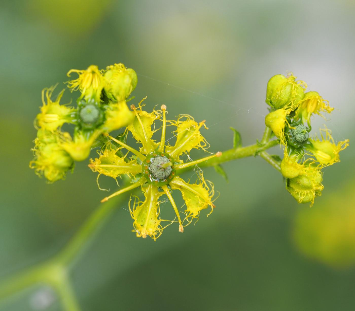 Rue, Egyptian flower